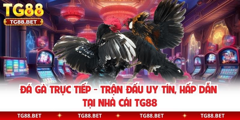 Đá Gà Trực Tiếp - Trận Đấu Uy Tín, Hấp Dẫn Tại Nhà Cái TG88